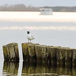 Prázdninový dům Pet Friendly In With Sauna *